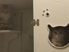 -喵zoo家庭繁育猫舍(尖东智能花园店)