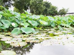 -鹅湖玫瑰文化园