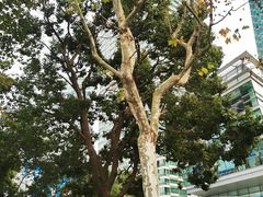 -上海浦东嘉里大酒店