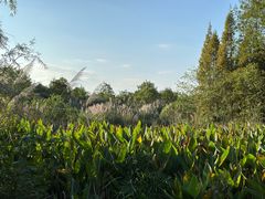 -桤木河湿地公园