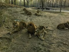 -北京野生动物园