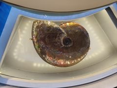 -正佳自然科学博物馆