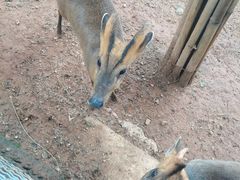 -昆明动物园