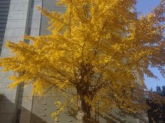 -同济大学(嘉定校区)