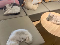 -猫腻·猫咖·撸猫馆(星光大道店)