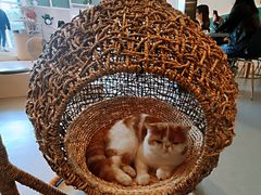 -飞行喵MR PILOT|猫舍·猫咖(静安大融城店)