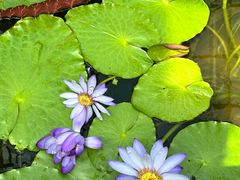 -国家植物园南园