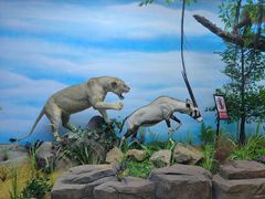 -西霞口神雕山野生动物世界