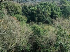 -杭州半山国家森林公园