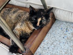 -Sirena海妖日咖夜酒