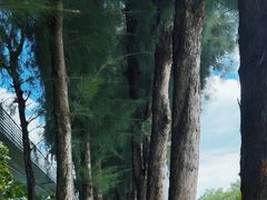 -宝安西湾红树林湿地公园