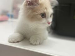 -御宝贝·A梦猫科宠物医院(国际猫友好医院)