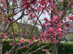 -上海市龙华烈士陵园