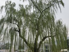 -香山公园