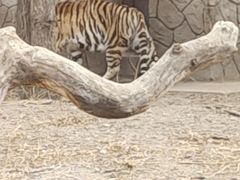 -鄂尔多斯野生动物园