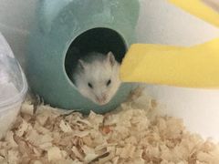 -钓仓鼠(洋桥北里小区店)
