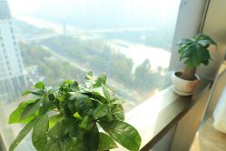 -涌泉妈咪树通乳·产后恢复