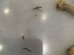 -老盛兴汤包馆(安波店)