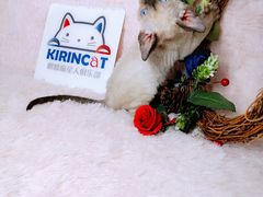 -十年猫舍·猫咪专门店(普陀店)