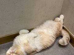 -飞行喵MR PILOT|猫舍·猫咖(静安大融城店)