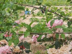 -白洋淀锅里口灶台鱼