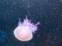 -欢乐海岸海洋奇梦馆