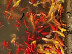 -武汉紫薇都市田园