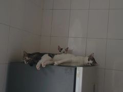 -宠物星动物医院·眼科·异宠·猫科(江南大道总院)