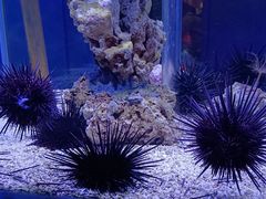 -太平洋海底世界