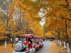 -长白岛森林公园