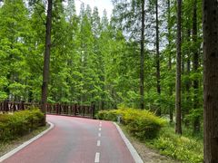 -黄海国家森林公园