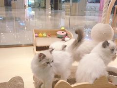 -momokira米努特·德文卷毛猫·棉花面纱犬