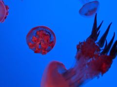 -上海海洋水族馆