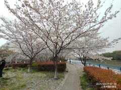 -高东镇樱花园
