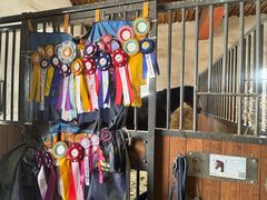 -北京群众马术培训基地