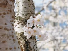 -高东镇樱花园