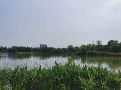 -上海长兴岛郊野公园