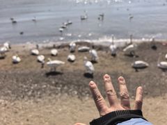 -烟墩角天鹅湖
