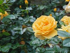 -人民公园(罗湖区)