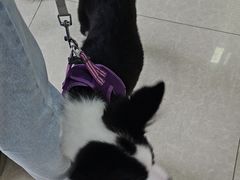 -瑞派福兴宠物医院犬猫全科·骨科·中西医结合(河东店)