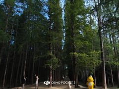 -日照海滨国家森林公园