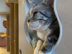 -有猫儿腻咖啡厅.猫咖