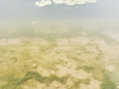 -新江湾城公园