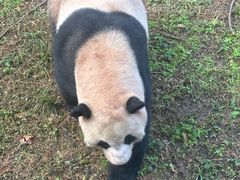 -都江堰中华大熊猫苑