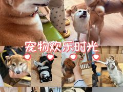-是阿柴呀！柴犬咖啡·爱喵喵猫咖