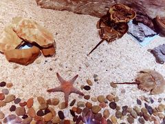 -芜湖新华联大白鲸海洋公园