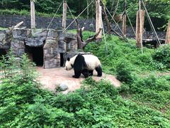 -都江堰中华大熊猫苑