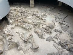 -自贡恐龙博物馆