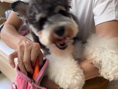 -宠福鑫康馨动物医院·骨科·眼科