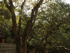 -普陀山风景区-佛顶山